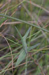 Saltmarsh morning-glory